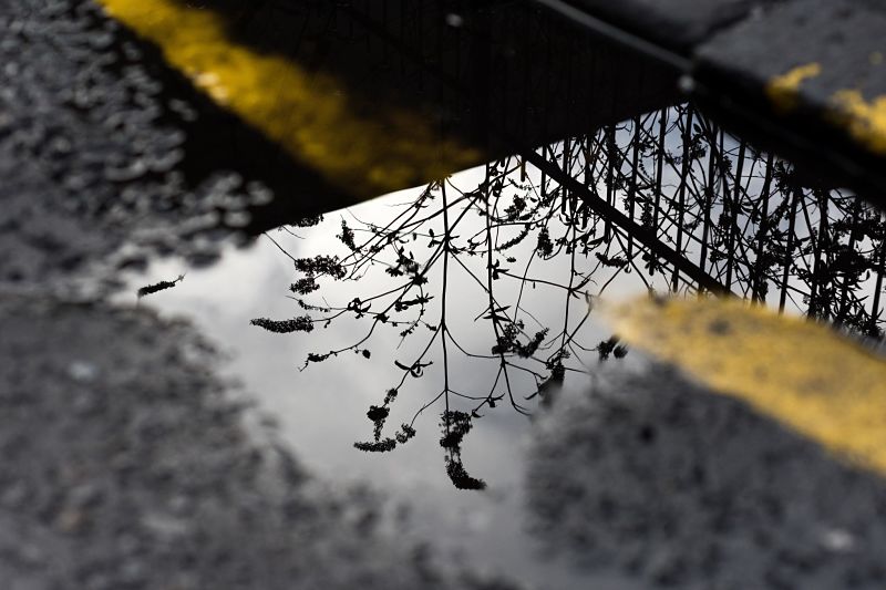 Flowers reflected in a puddle on the road